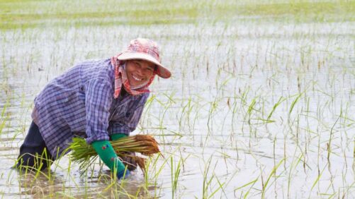 Syngenta and Kyoyu Agri Partner on Innovative Rice Herbicide